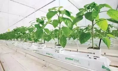 雄霸世界！荷蘭農(nóng)業(yè)靠這5大經(jīng)營模式與種植技術開發(fā)