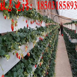 牛奶草莓立體種植架 金華新型無(wú)土栽培技術(shù)的創(chuàng)新與實(shí)踐
